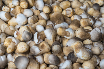 Close-up of a pile of fresh straw mushrooms in various sizes and shades, showcasing their natural textures and earthy colors