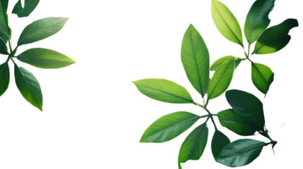 Verdant Foliage: Delicate green leaves, illuminated by the sun's gentle rays, bring a sense of vitality and freshness to the scene, offering a serene escape