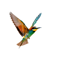 Fototapeta premium Flying Colorful Bird on Transparent Background