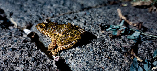 Little Frog