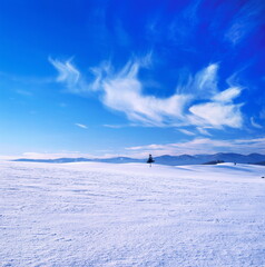 Obraz premium 雪原の丘と雲（美瑛町）