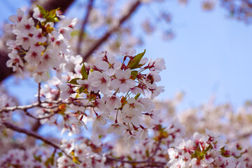 青空に映える桜-Cherry blossoms against the blue sky-