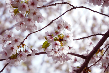 春の日差しを浴びる桜-Cherry blossoms in the spring sunlight-
