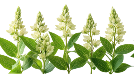 Blooming Elegance: An array of delicate, white flowering plant stems stands tall, their fresh green leaves accentuating the pristine, natural beauty, evoking a sense of serenity and vitality.