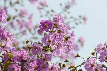 pink flowers blossom in thailand
