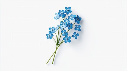 Obraz premium Vibrant Blue Flowers with Delicate Petals on Soft White Background for Nature and Spring Themes