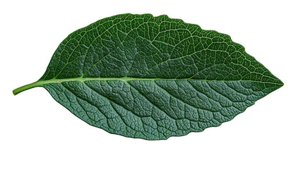 Vibrant Leaf Detail: Close-up of a single, healthy leaf with a detailed view of its texture, showcasing the intricate veins and rich, saturated green hues.