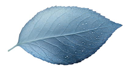 Blue Leaf's Subtle Elegance: A close-up capture showcases a single, delicately textured leaf in a cool, ethereal blue hue, adorned with tiny droplets.