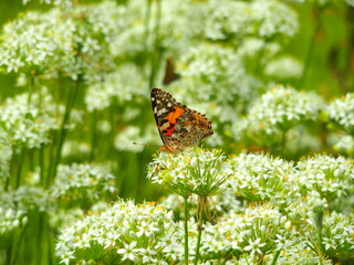 初秋の野原に咲くニラの花とヒメアカタテハの蝶々
