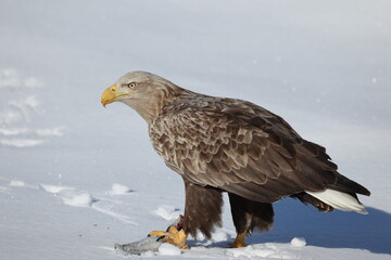 The white-tailed eagle (Haliaeetus albicilla) in Hokkaido, Japan