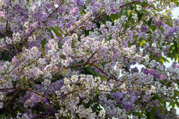 lilac flowers in spring , Nil siamese flower in thailand