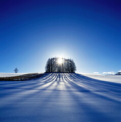 カラマツ林の伸びる影（美瑛町）