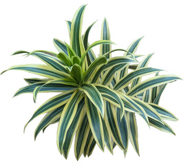 A bunch of beautiful leaves