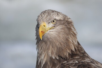 The white-tailed eagle (Haliaeetus albicilla) in Hokkaido, Japan