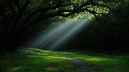 Obraz premium Sunlight filtering through a dense forest, illuminating a pathway
