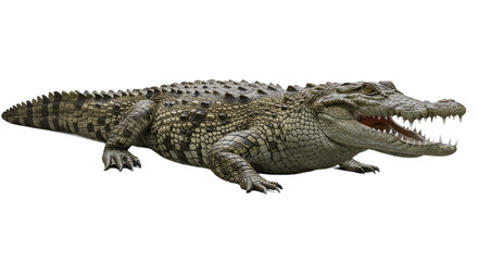 Naklejka premium crocodile isolated on white background