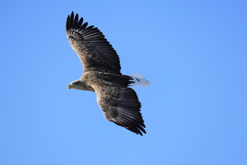 The white-tailed eagle (Haliaeetus albicilla) in Hokkaido, Japan