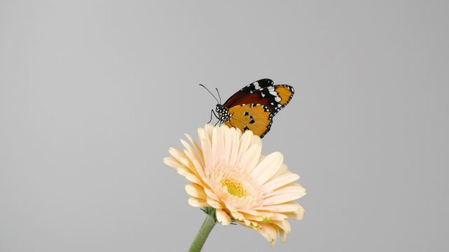 Close-up beautiful tiger monarch butterfly opening wings on pink daisy flower