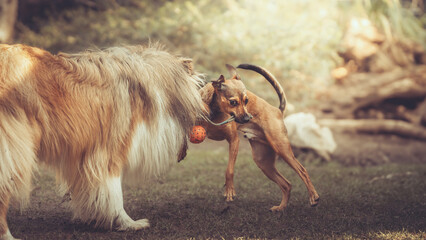Rough Collie sable und Pinscher Mix spielen im Garten miteinander, Spielgesichter Var. 12