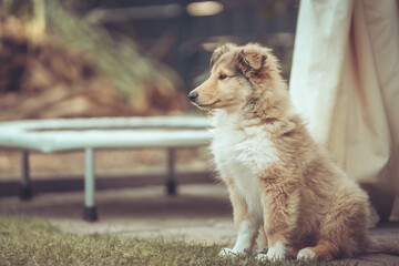 Britischer rough Collie Welpe sable sitzt im Garten vor einem Trampolin