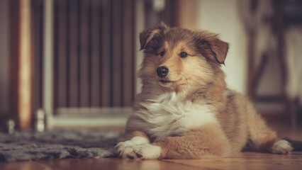 Britischer rough Collie Welpe sable liegt indoor Var. 5