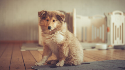 Britischer rough Collie Welpe sable sitzt indoor