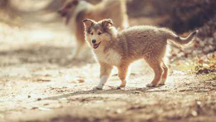 Britischer rough Collie Welpe sable outdoor im Frühjahr läuft auf einen zu, spaß Var. 4