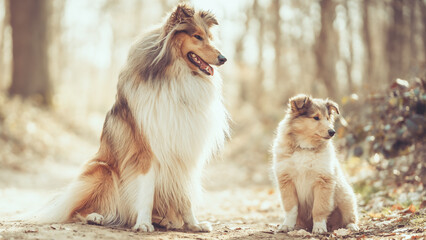 2 rough Collies britisch sable Mutter und Tochter sitzen im Wald im Frühling Var. 1