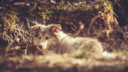 Britischer rough Collie Welpe sable outdoor im Frühjahr Var. 5