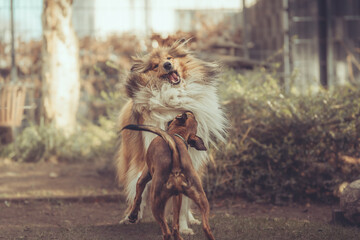 Rough Collie sable und Pinscher Mix spielen im Garten miteinander, Spielgesichter Var. 3