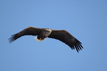 The white-tailed eagle (Haliaeetus albicilla) in Hokkaido, Japan