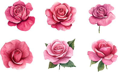 Obraz premium Floral Watercolor Pink Rose Art