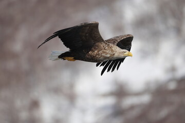 The white-tailed eagle (Haliaeetus albicilla) in Hokkaido, Japan