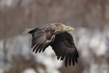 The white-tailed eagle (Haliaeetus albicilla) in Hokkaido, Japan