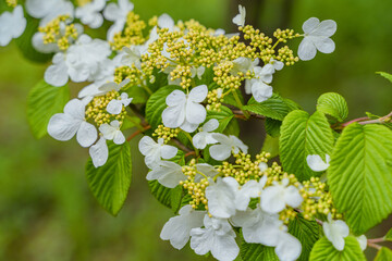 Viburnum furcatum flowers have just begun to bloom on a sunny spring day