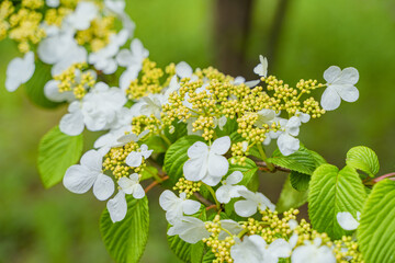 Viburnum furcatum flowers have just begun to bloom on a sunny spring day