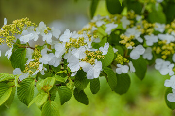 Viburnum furcatum flowers have just begun to bloom on a sunny spring day