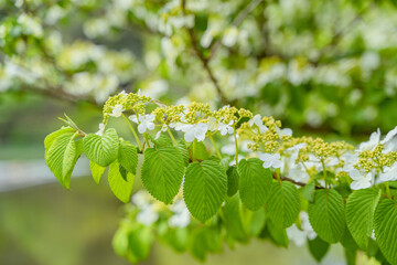 Viburnum furcatum flowers have just begun to bloom on a sunny spring day