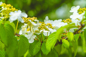Viburnum furcatum flowers have just begun to bloom on a sunny spring day
