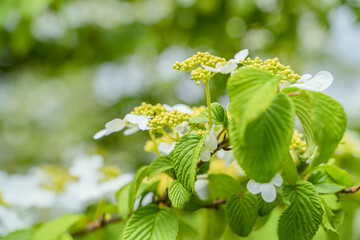 Viburnum furcatum flowers have just begun to bloom on a sunny spring day