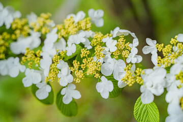 Viburnum furcatum flowers have just begun to bloom on a sunny spring day
