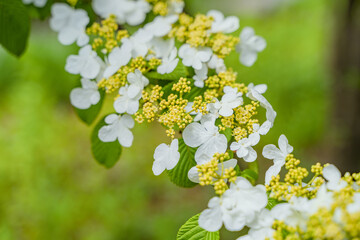 Viburnum furcatum flowers have just begun to bloom on a sunny spring day