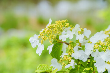 Viburnum furcatum flowers have just begun to bloom on a sunny spring day