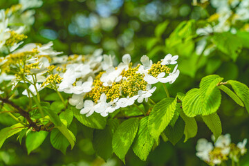 Viburnum furcatum flowers have just begun to bloom on a sunny spring day