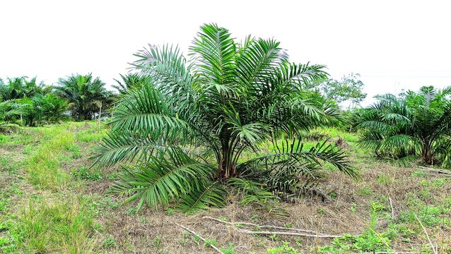 Oil palm plantation with a planting age of two years