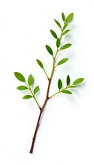 Obraz premium Delicate branch with tiny leaves isolated on white background, livestock, nature