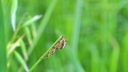 Araneus ventricosus is a nocturnal orb-weaver spider hunting bugs in his net to control pest population in nature 240fps slow motion footage