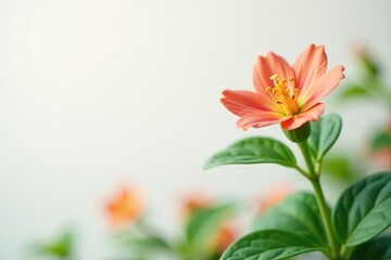 Fototapeta premium Foliage of single stem in front of soft white background, flowers, garden, plant life