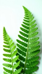 Freshly cut fern fronds against white surface, botanical, foliage, ferns