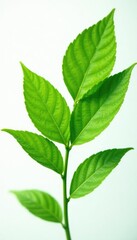 Fototapeta premium Leafy greens isolated on white background with soft focus effect, leaf, leaves